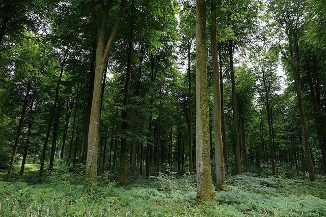 Forêt d'Eawy