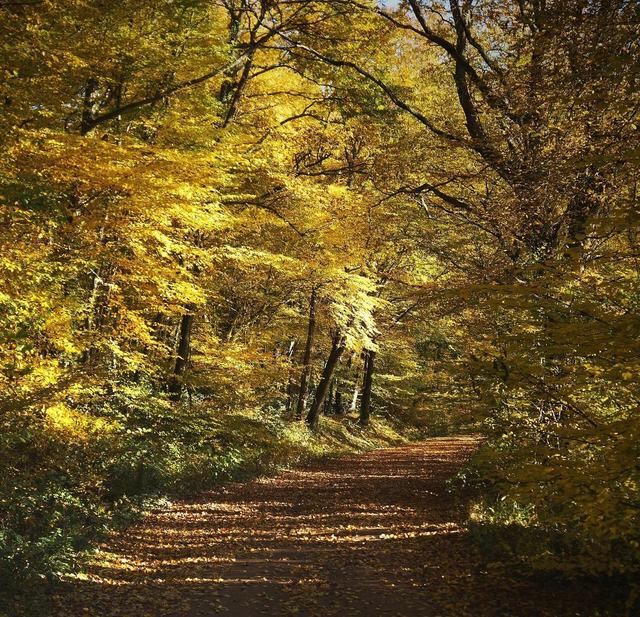 Forêt de Tronçais