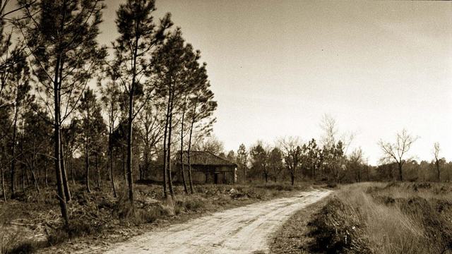 Forêt des Landes
