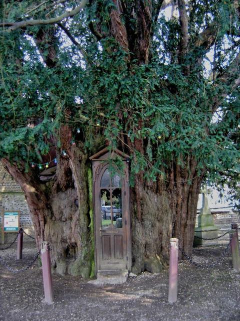 Ifs de la Haye de Routot