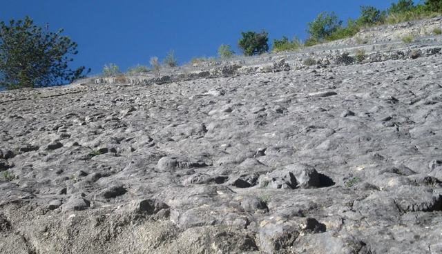 La Dalle à Ammonites