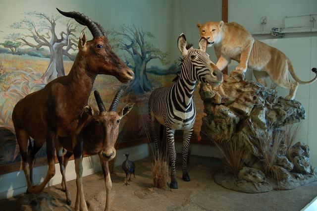 Muséum d'histoire naturelle de Bourges