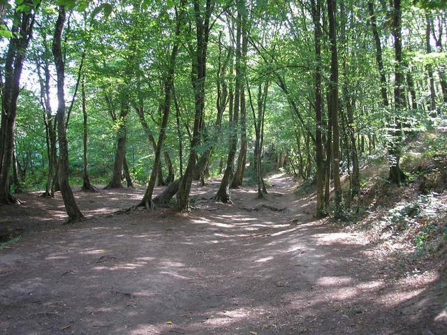 Paimpont et la forêt de Brocéliande