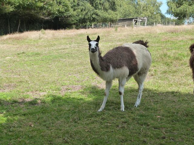 Parc animalier de Pradinas