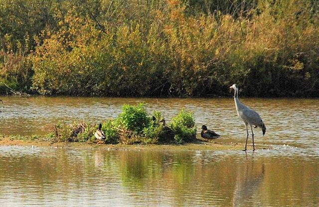 Parc Ornithologique du Marquenterre