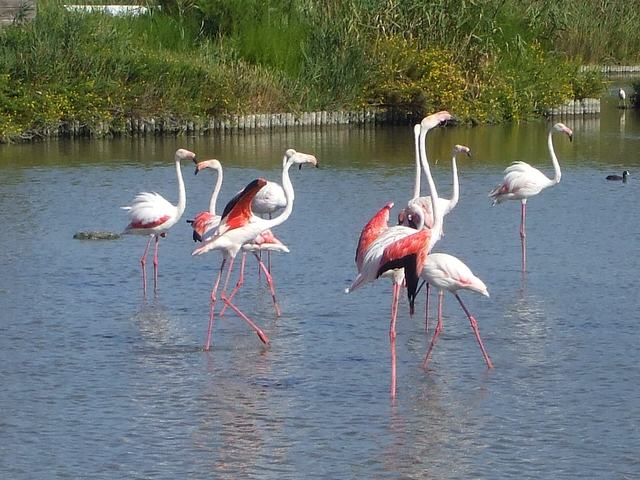 Parc ornithologique du pont de Gau