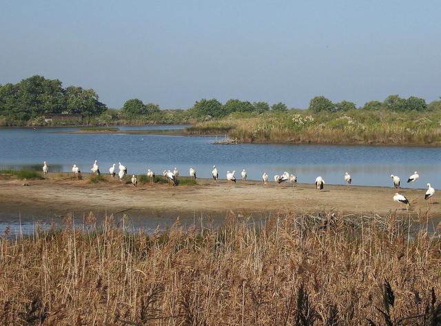 Parc Ornithologique du Teich