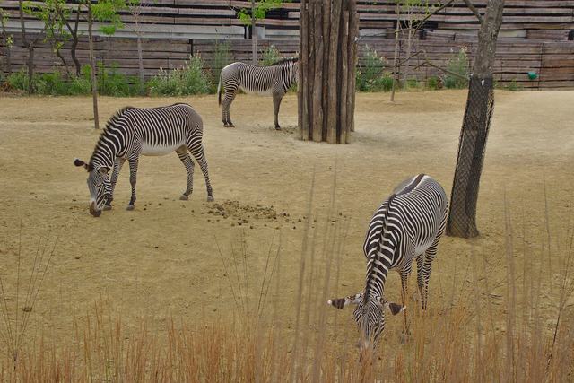 Parc Zoologique de Paris