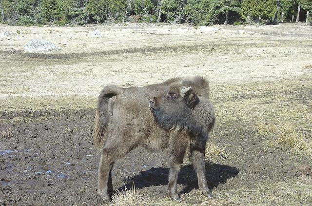 Réserve des Bisons d'Europe