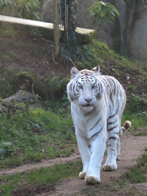 Zooparc de Trégomeur