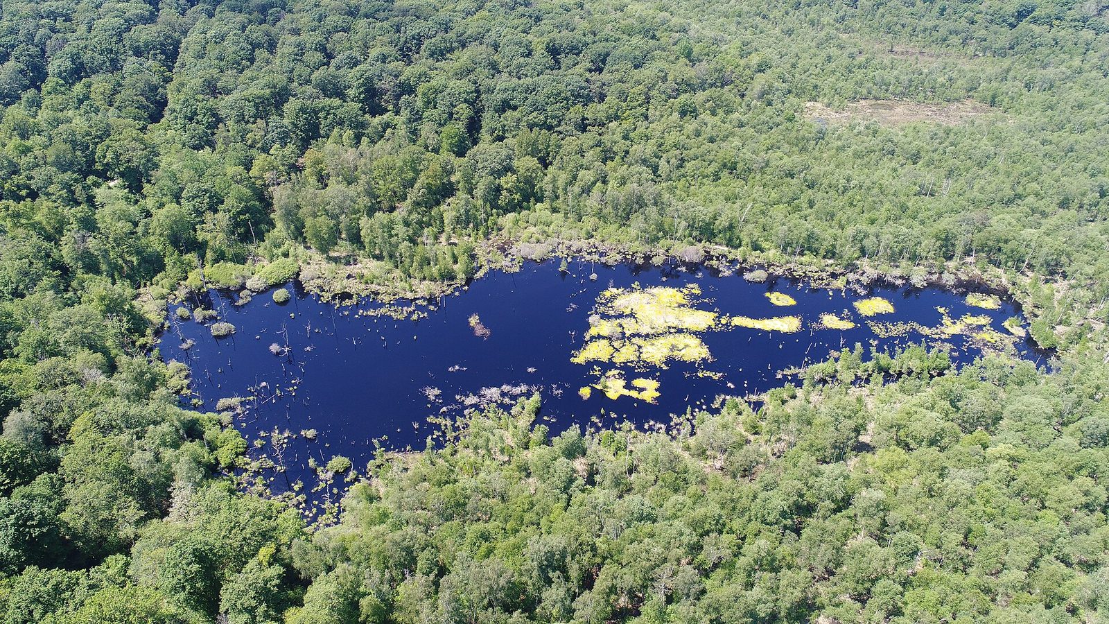 Tourbière de la grande Pile