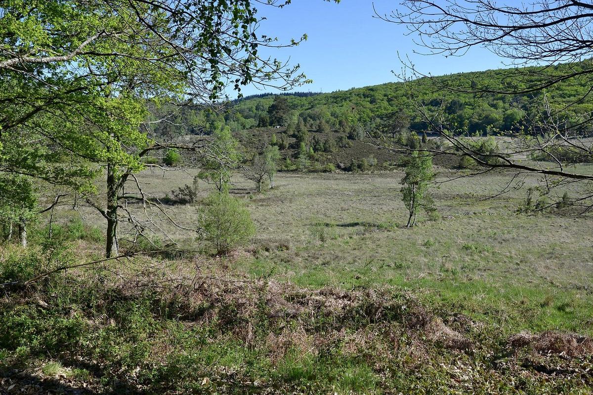 Tourbières des Dauges