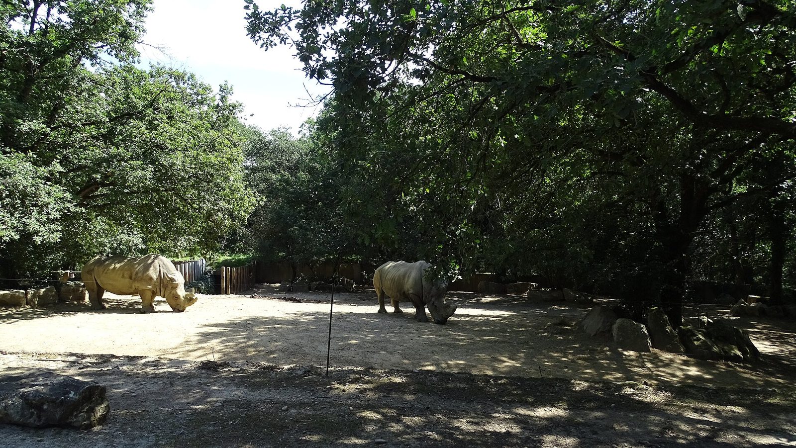 Zoo African safari
