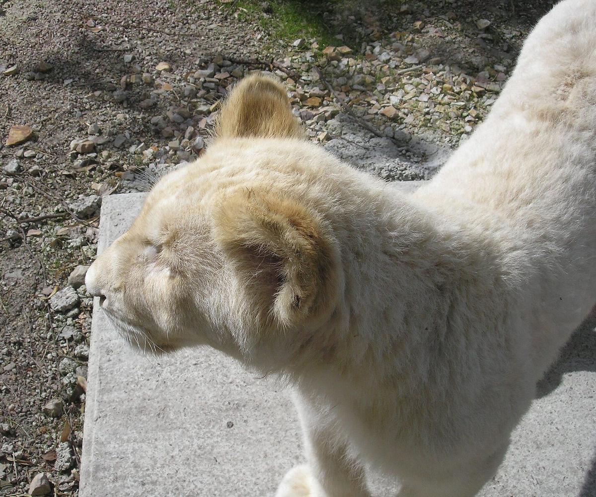 Zoo de Jurques