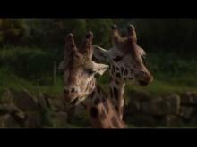 Parc zoologique du château de Branféré en vidéo