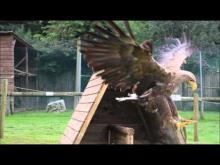 Les Aigles du Léman en vidéo