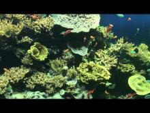 Musée océanographique de Monaco en vidéo