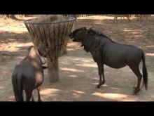 Zoo de La Palmyre en vidéo