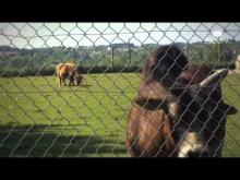 Zoo de la Pommeraie - Parc Animalier de Peumérit en vidéo
