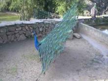 Zoo de Sanary en vidéo