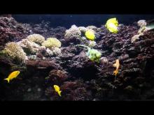 Muséum Aquarium de nancy en vidéo