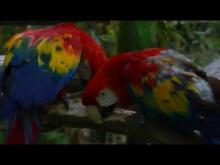 Zoo African safari de Plaisance-du-Touch en vidéo