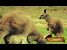 Le Parc Australien à Carcassonne en vidéo