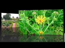 Jardin des Plantes de Rouen en vidéo