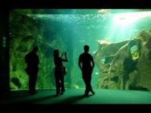 Aquarium de la rochelle en Vidéo