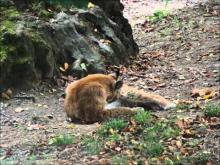 Parc animalier des Pyrénées en vidéo