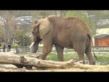 ZooParc de Beauval en vidéo